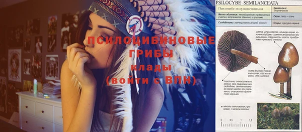 гидра Белокуриха
